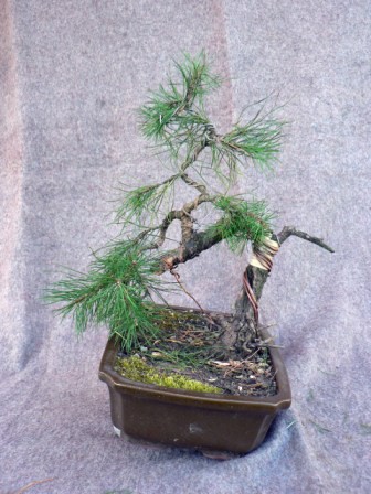 10 - preriedenie koruny